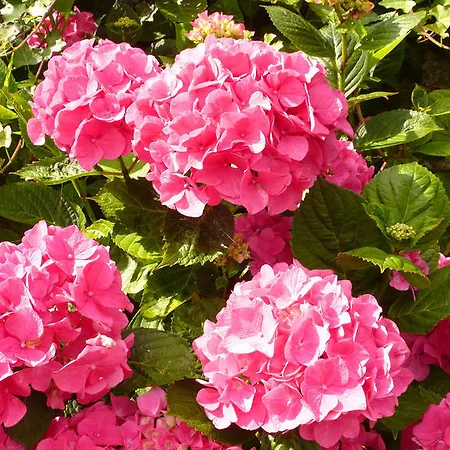 Mons Oda ve Kahvaltı Pontorson