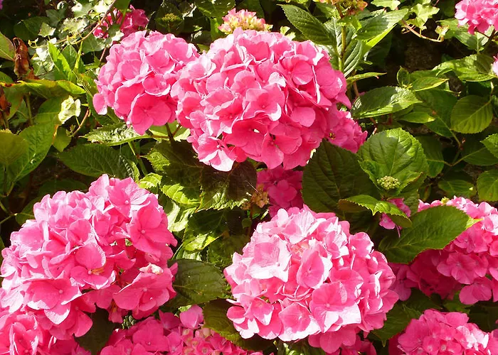 Mons לינה וארוחת בוקר פונטורסון